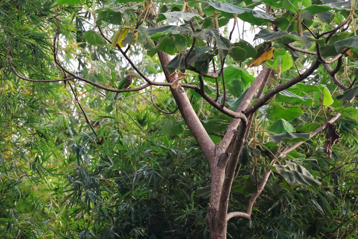 シロボシオオゴシキドリ - ML647376778