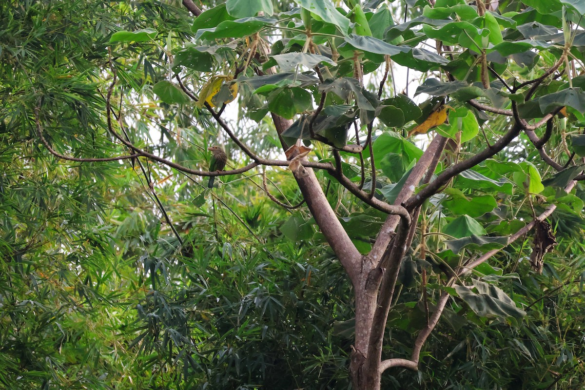 シロボシオオゴシキドリ - ML647376779