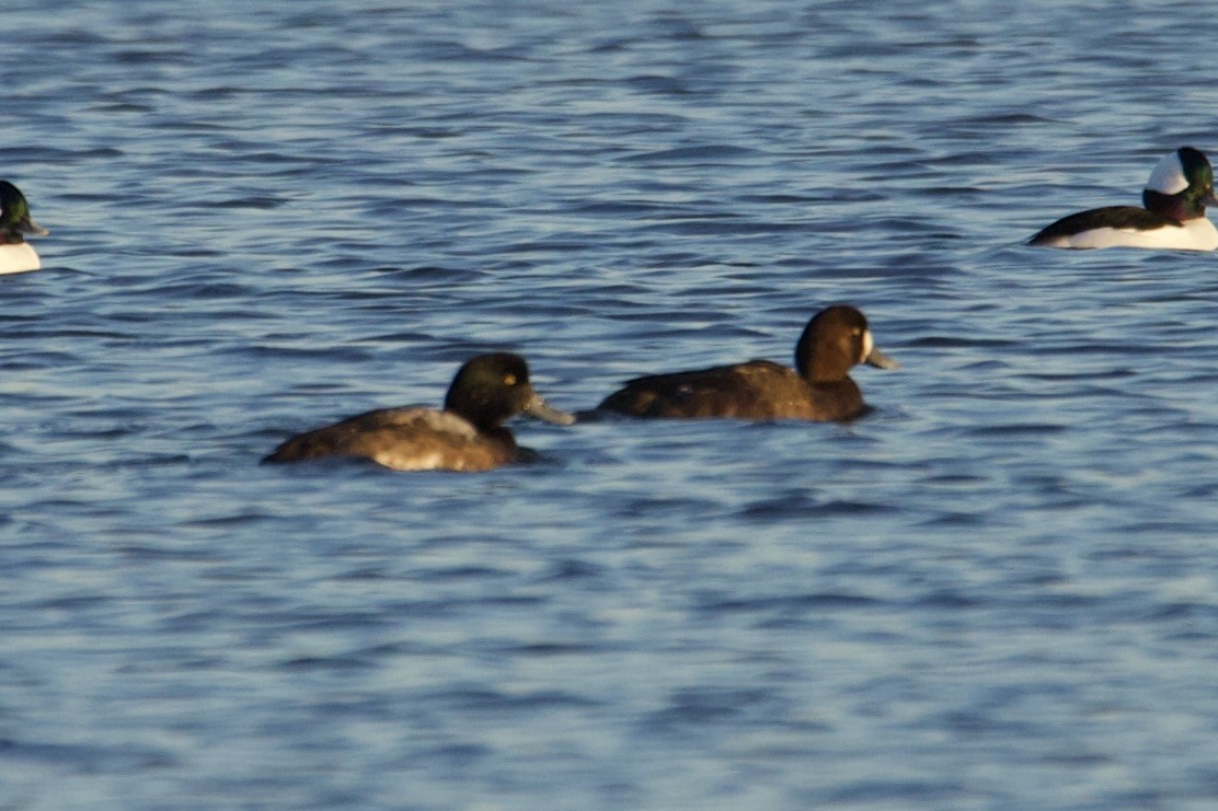 bergand - ML647376781