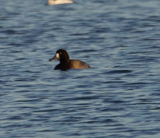 bergand - ML647376782