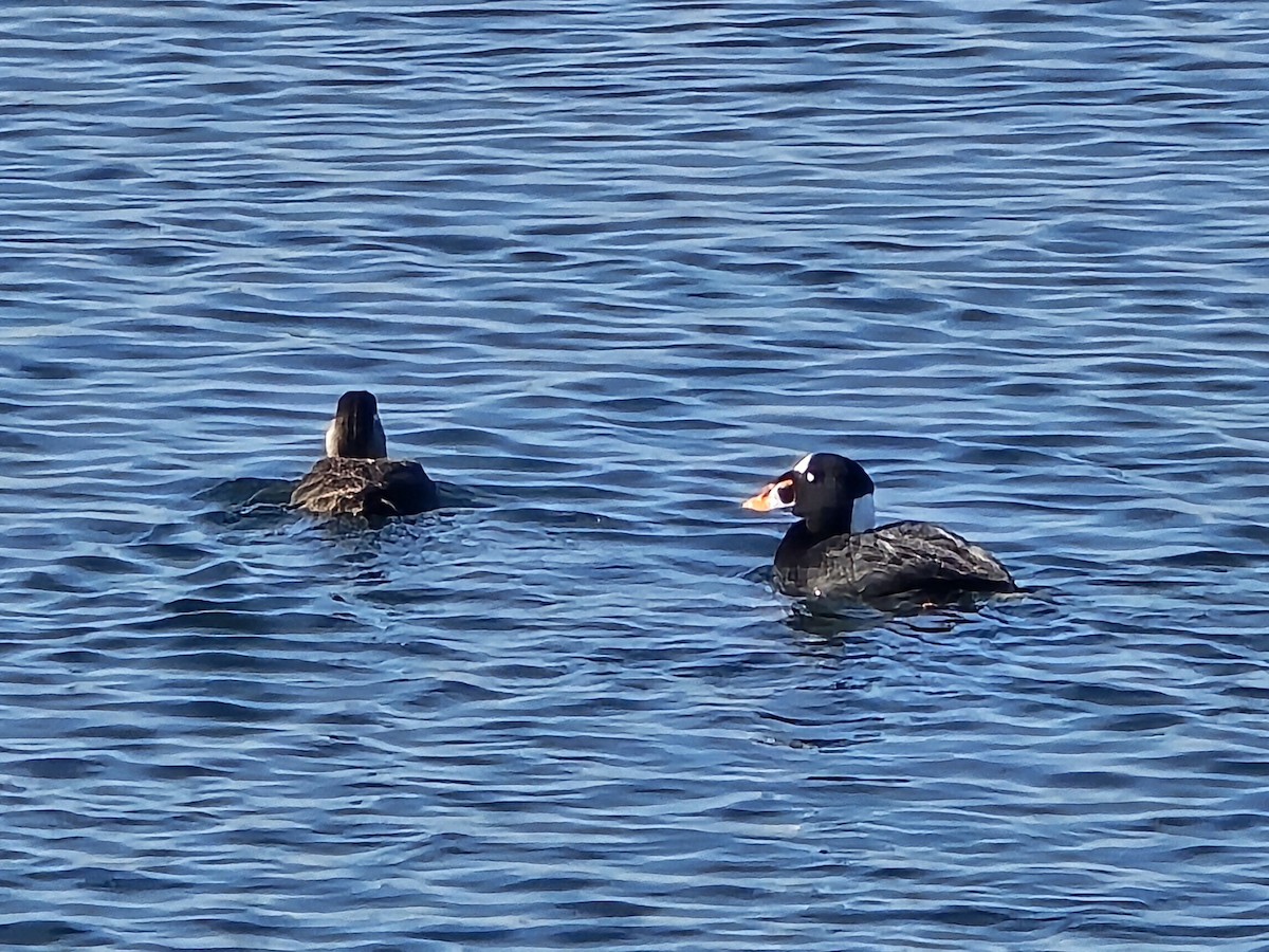 Surf Scoter - ML647376788
