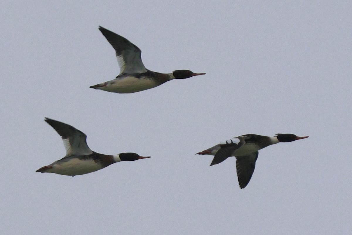 Serreta Mediana - ML647376789