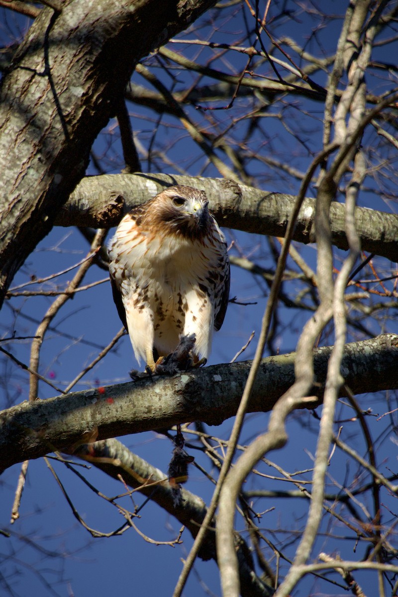 Red-tailed Hawk - ML647376790
