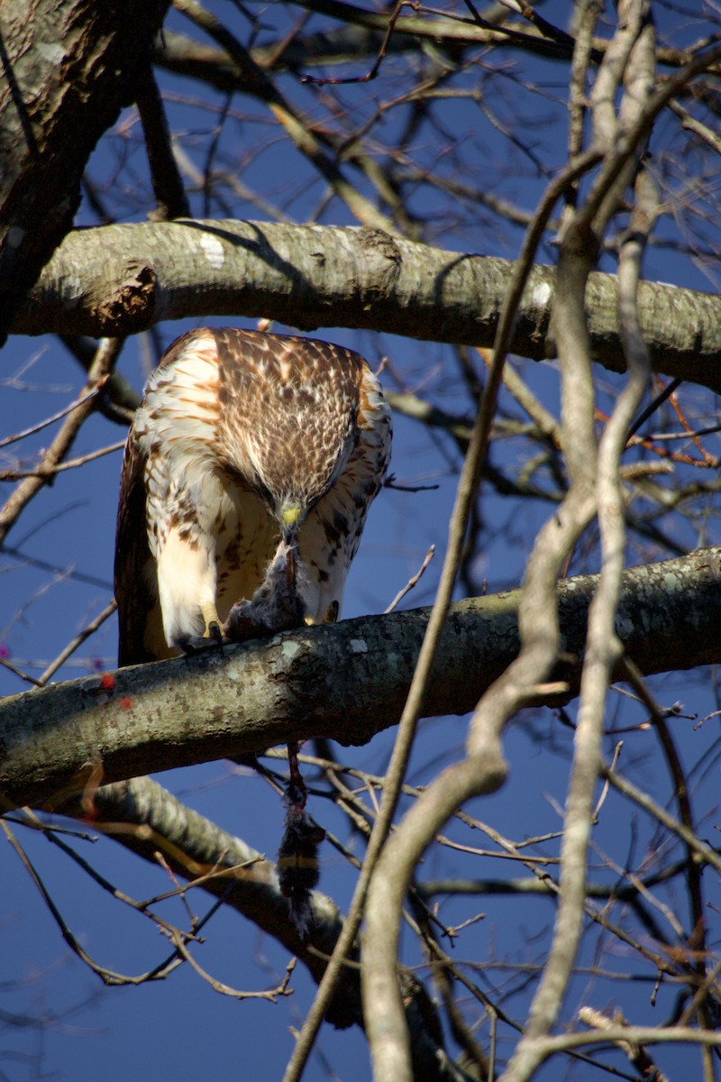 Red-tailed Hawk - ML647376792
