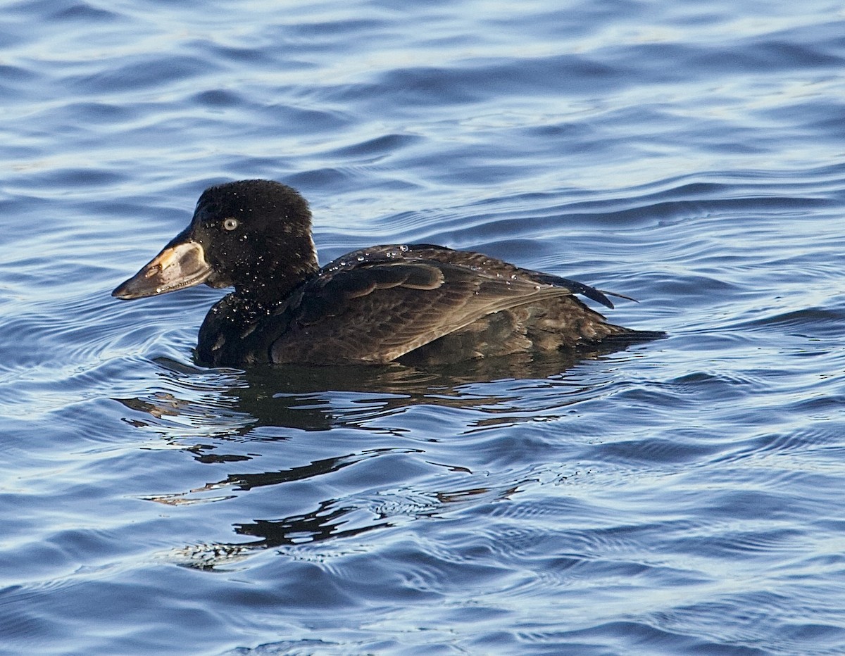 Surf Scoter - ML647376793