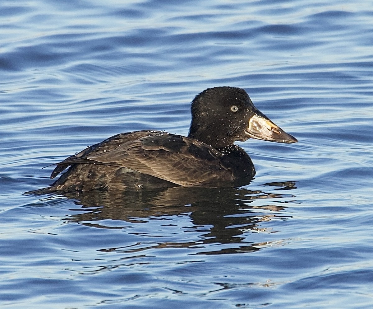 Surf Scoter - ML647376794