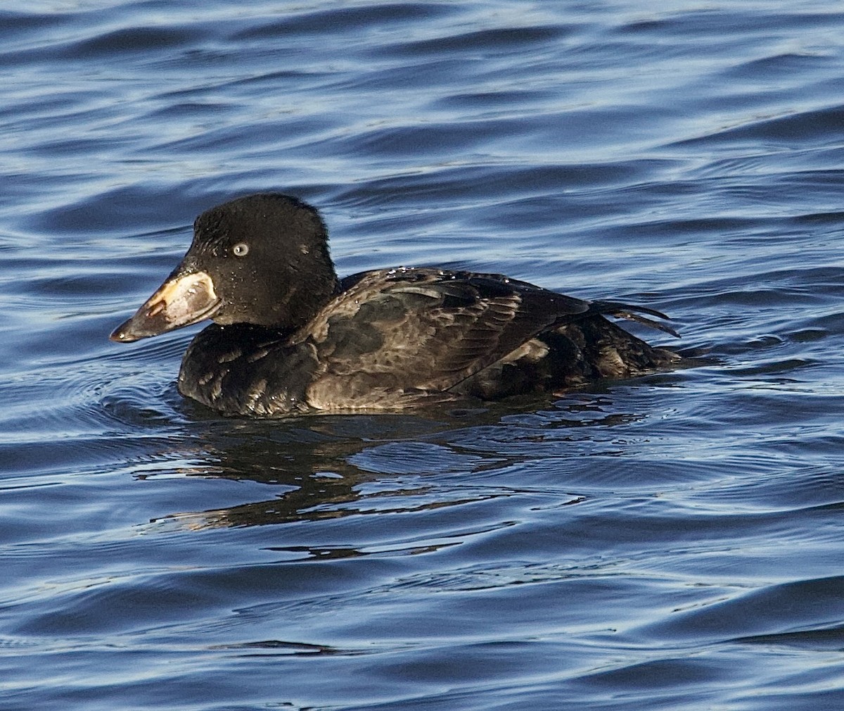 Surf Scoter - ML647376795
