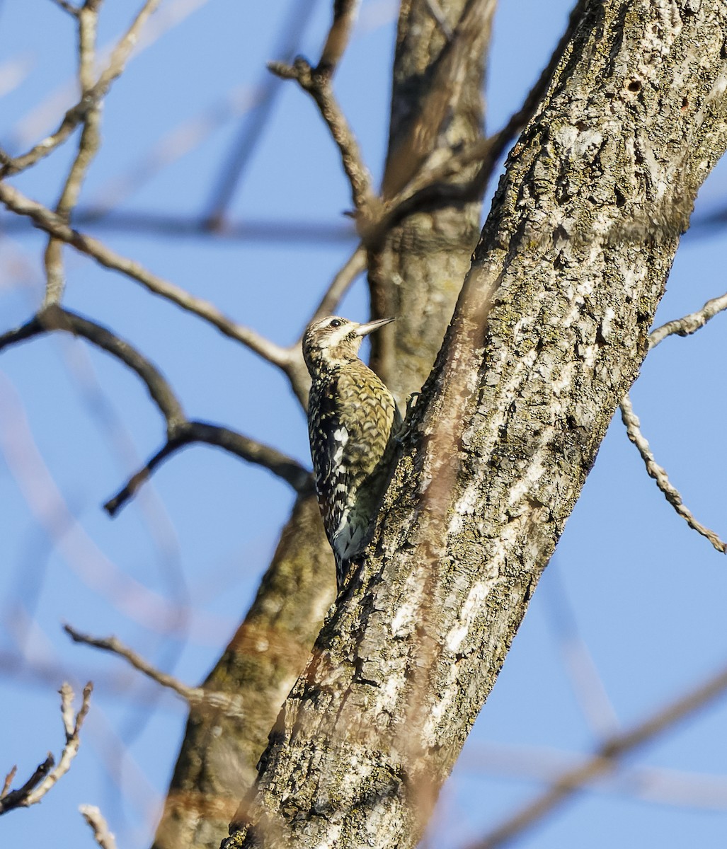 シルスイキツツキ - ML647376800