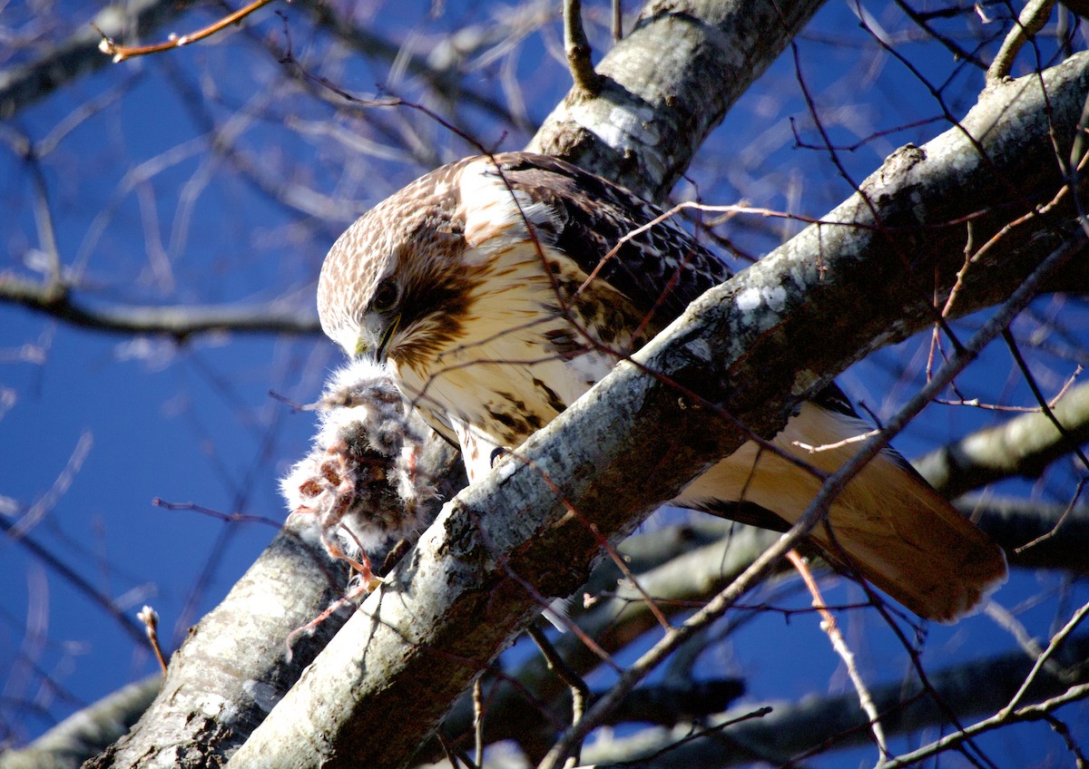 Red-tailed Hawk - ML647376805