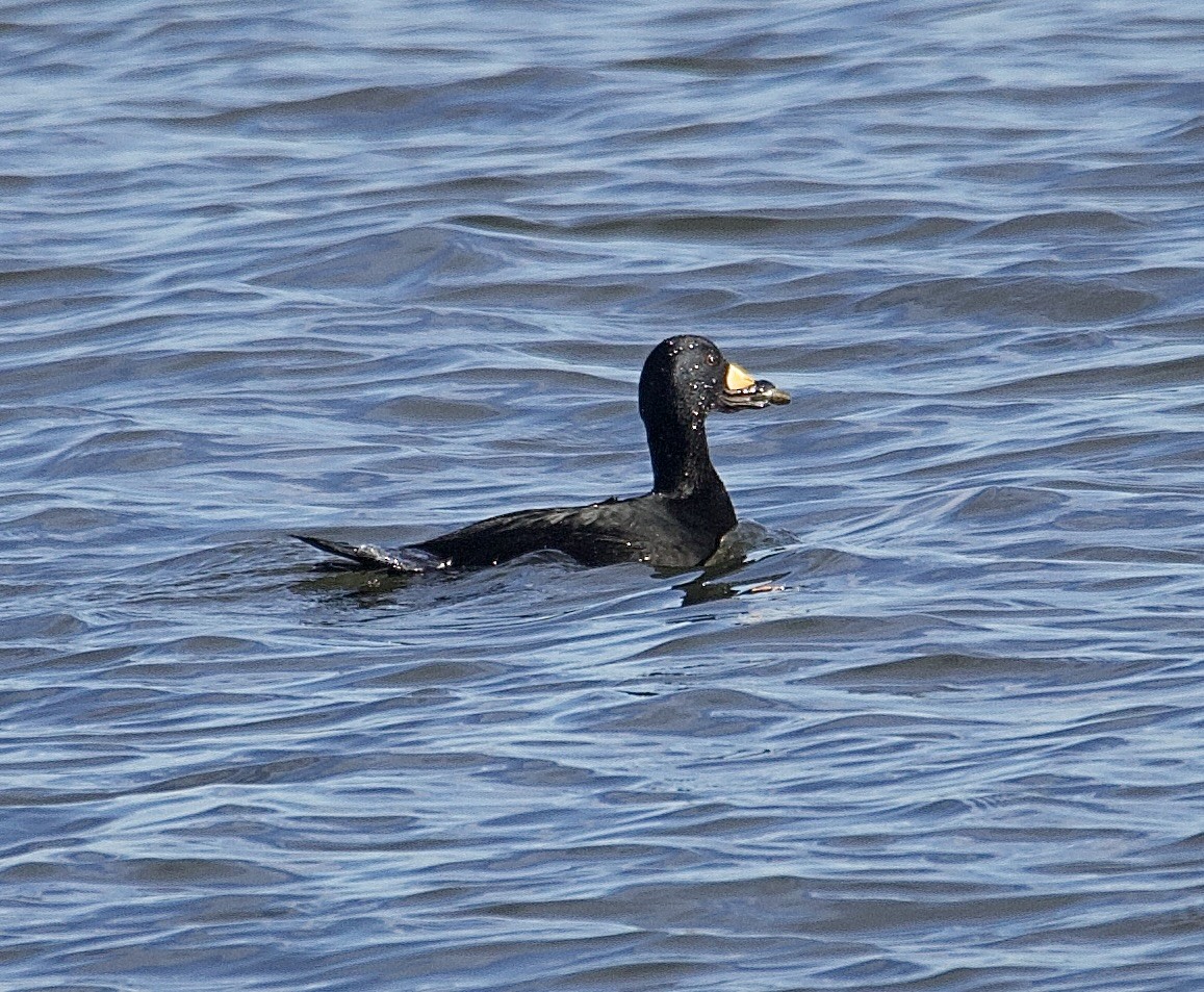 Black Scoter - ML647376808