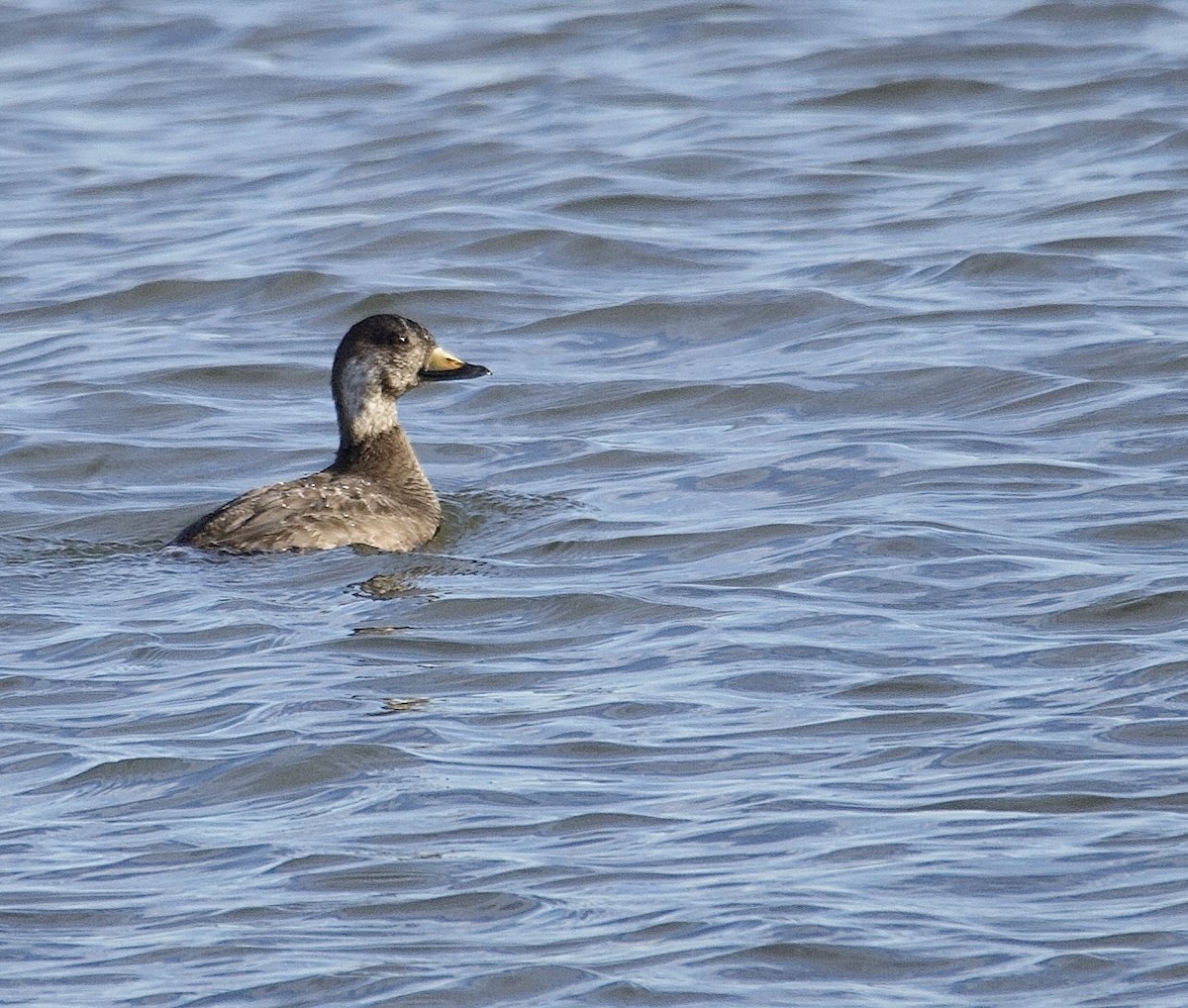 Black Scoter - ML647376809