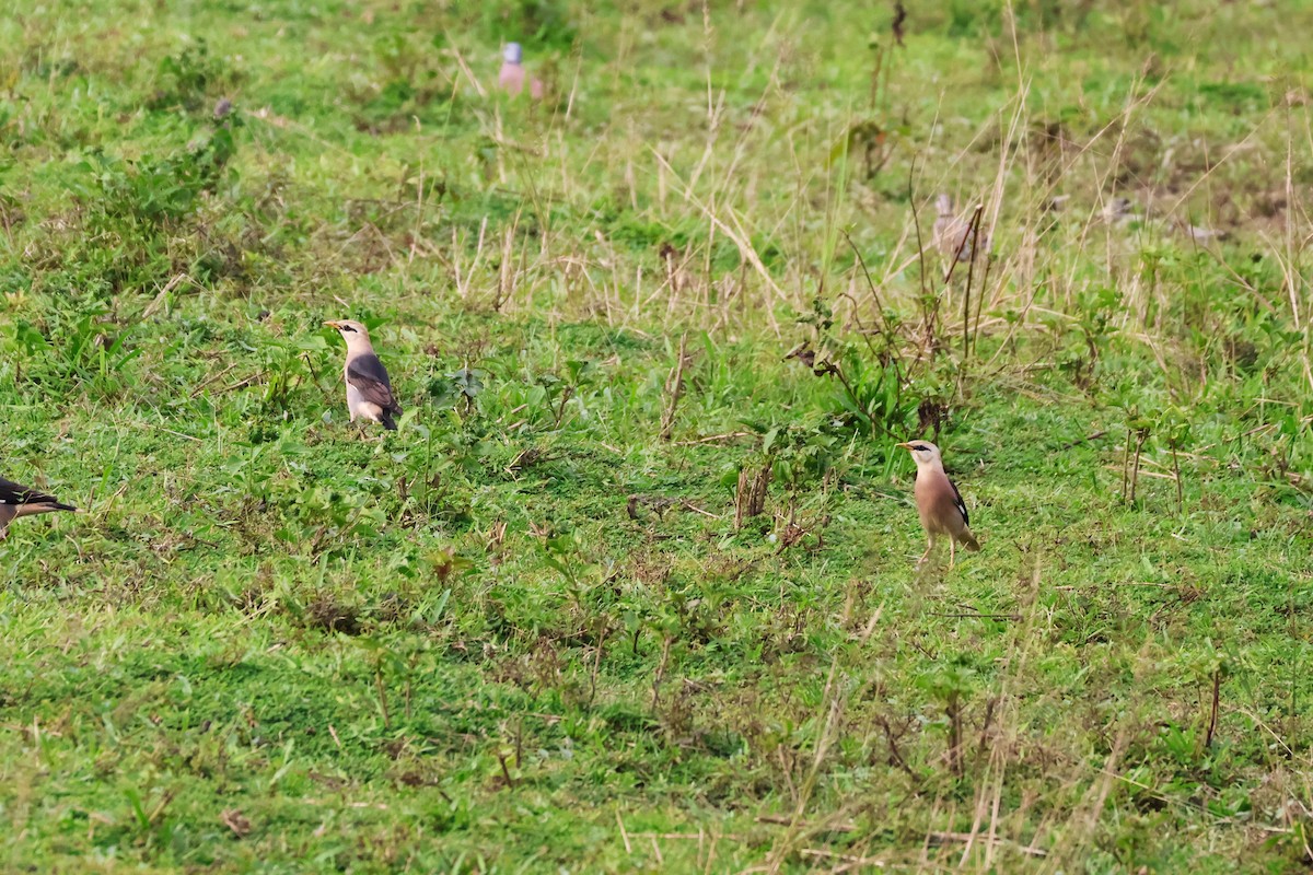 葡萄胸椋鳥 - ML647376811