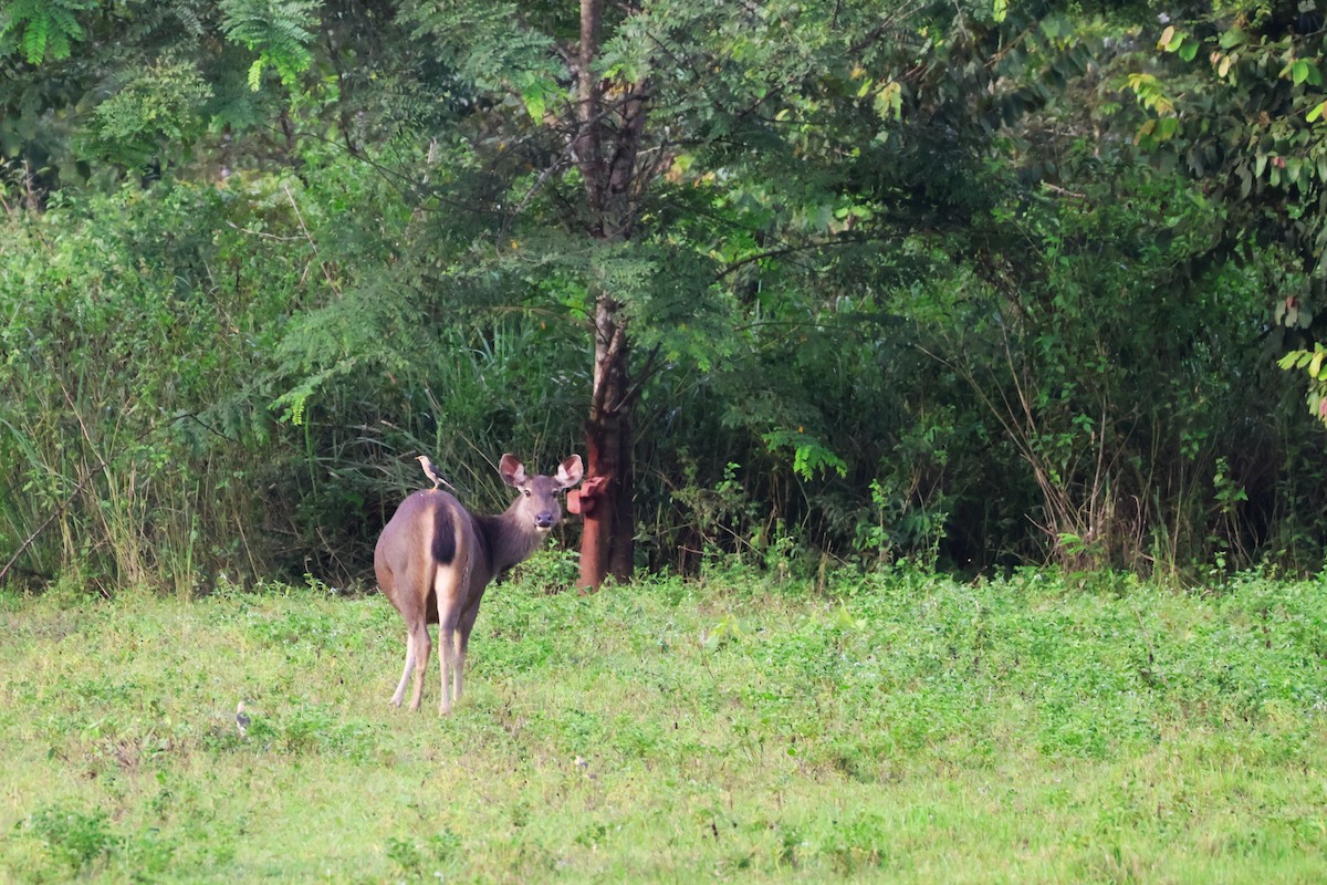 葡萄胸椋鳥 - ML647376812