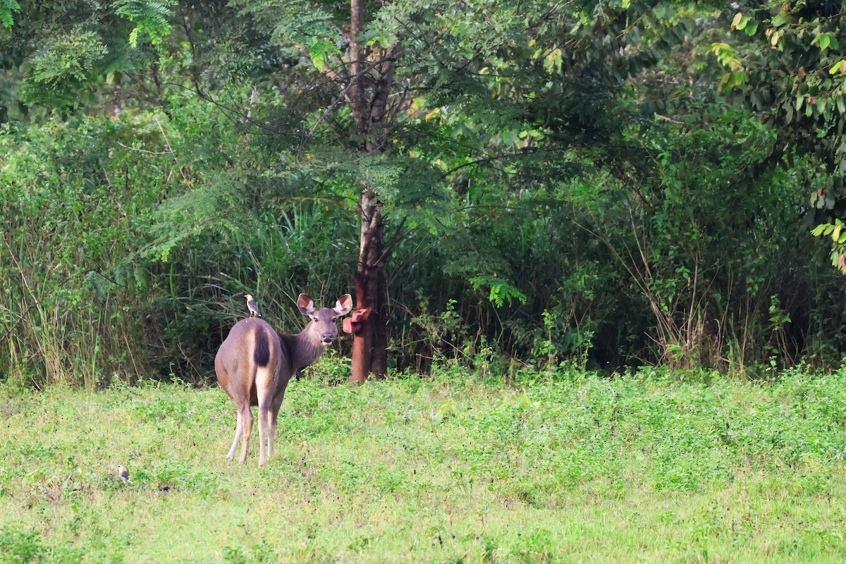 葡萄胸椋鳥 - ML647376813