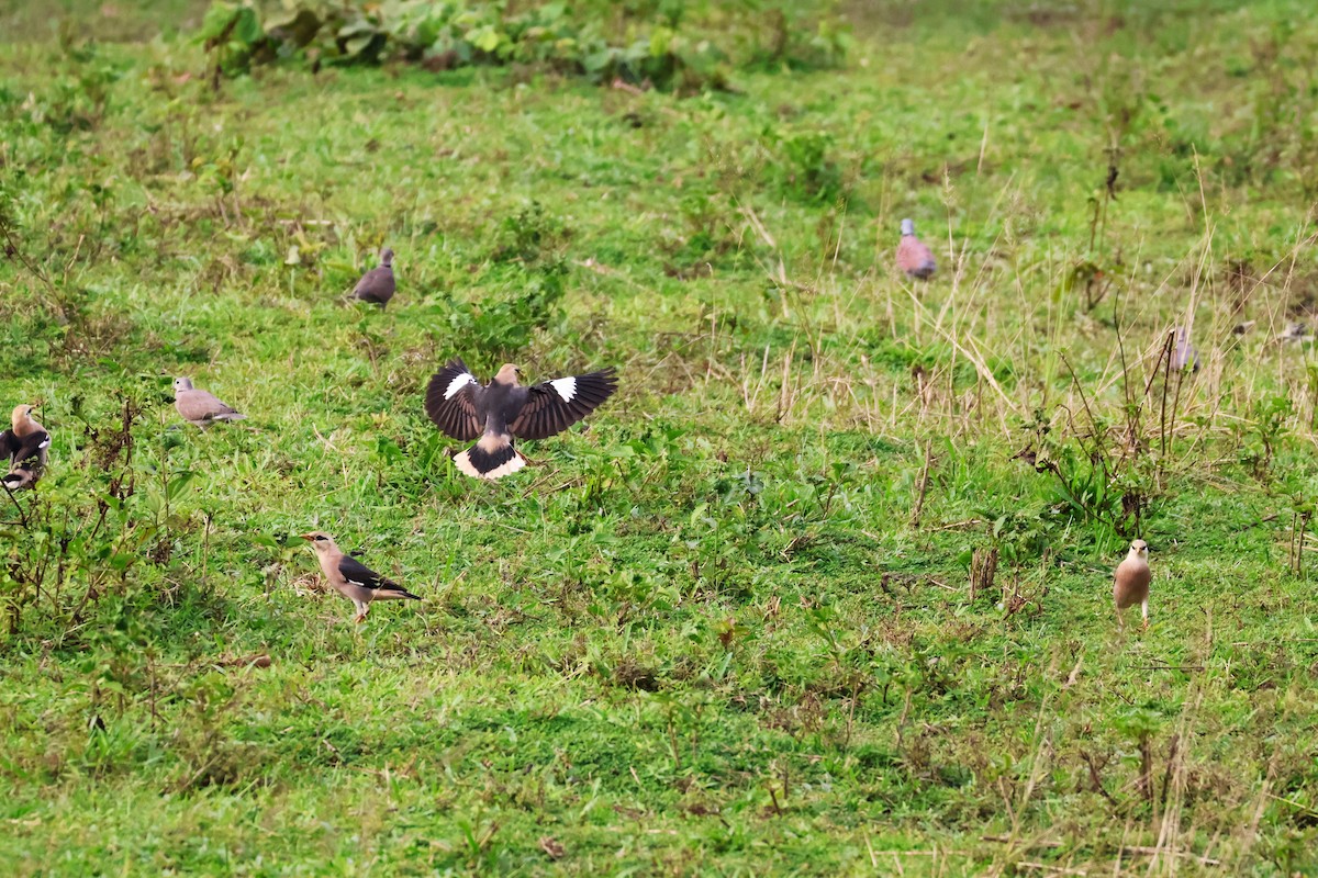 葡萄胸椋鳥 - ML647376815