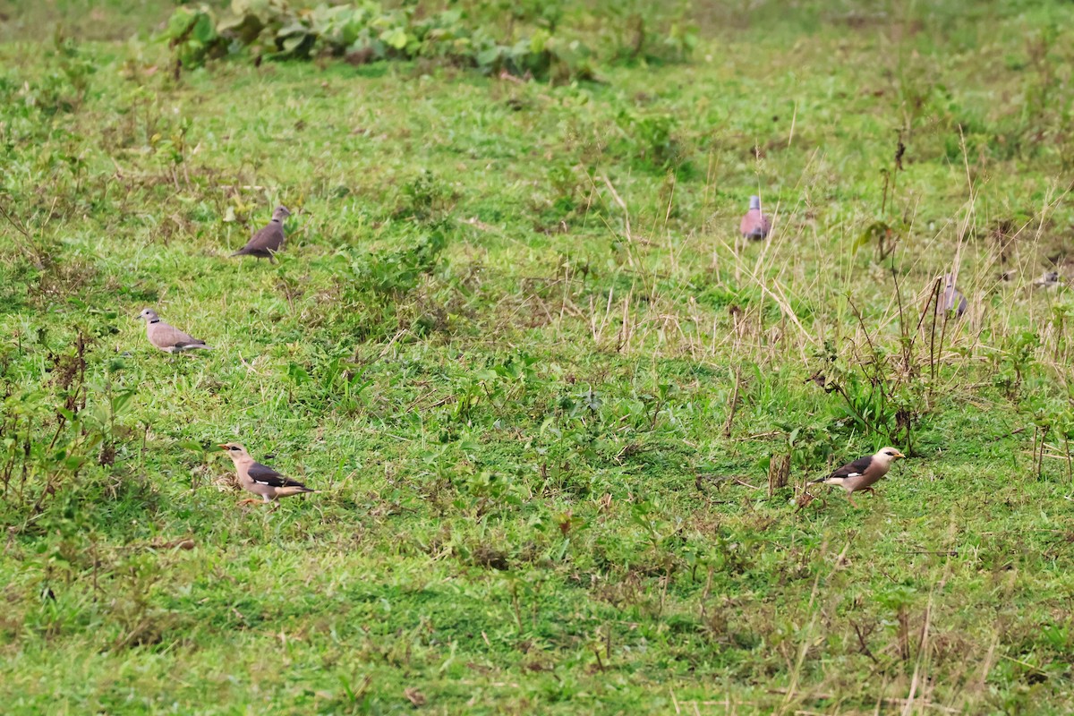 葡萄胸椋鳥 - ML647376816