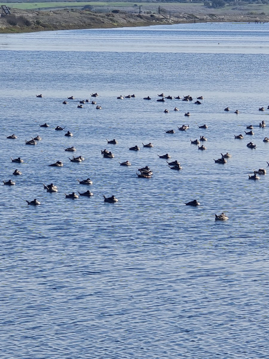 Ruddy Duck - ML647376821