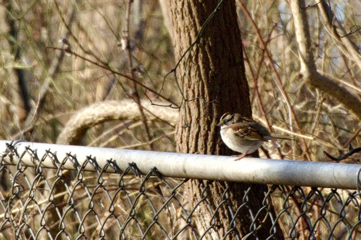 White-throated Sparrow - ML647376826