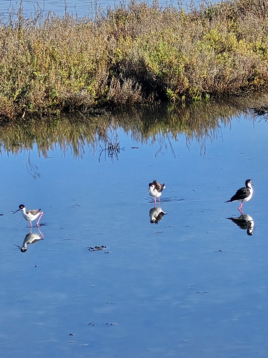 Black-necked Stilt - ML647376843