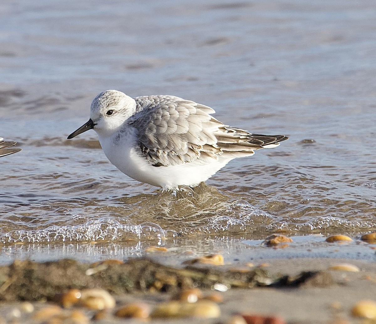 Sanderling - ML647376844