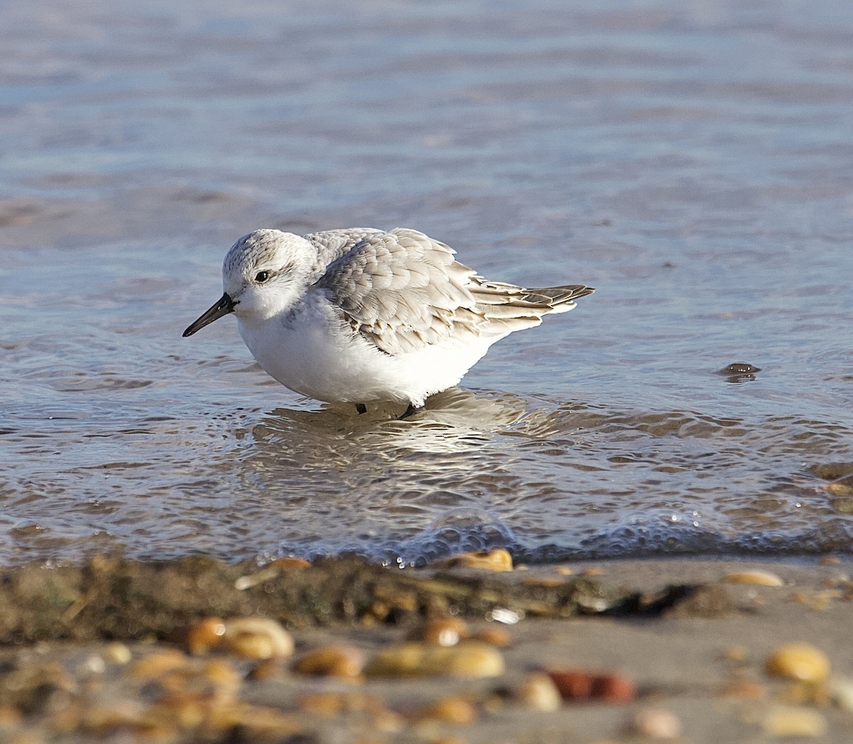 Sanderling - ML647376845