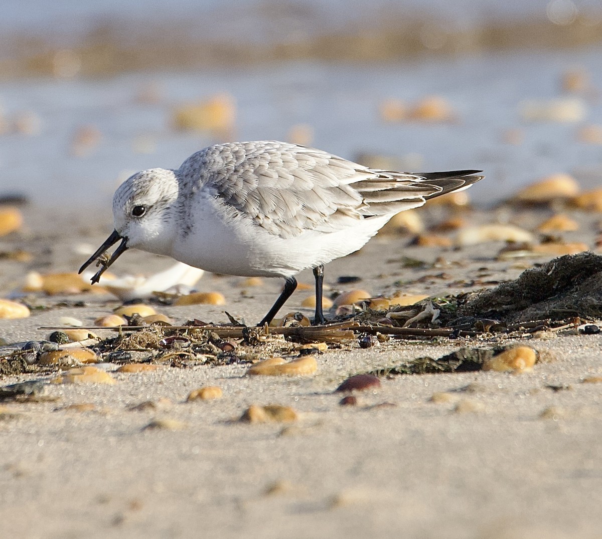 Sanderling - ML647376846