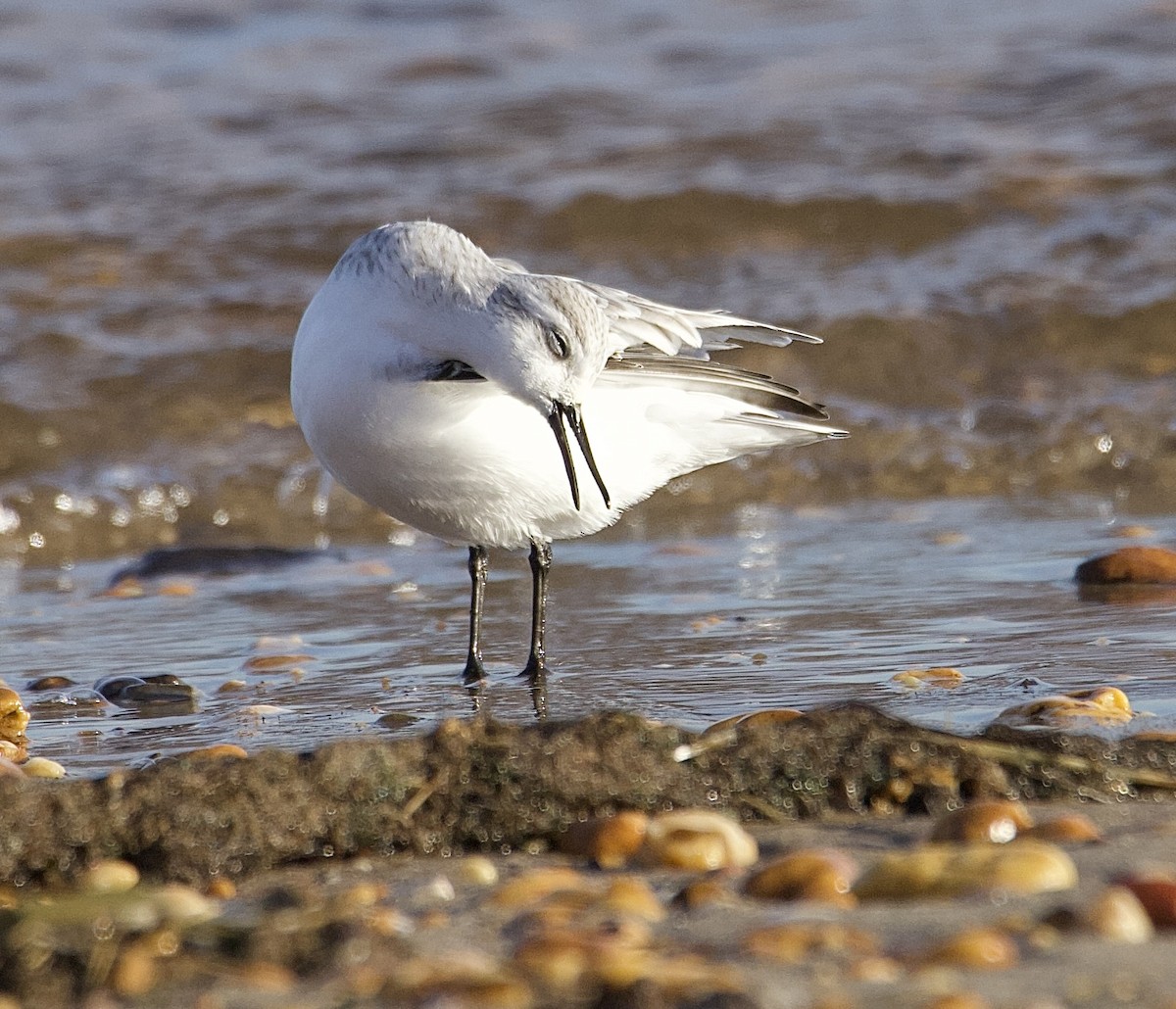 Sanderling - ML647376847