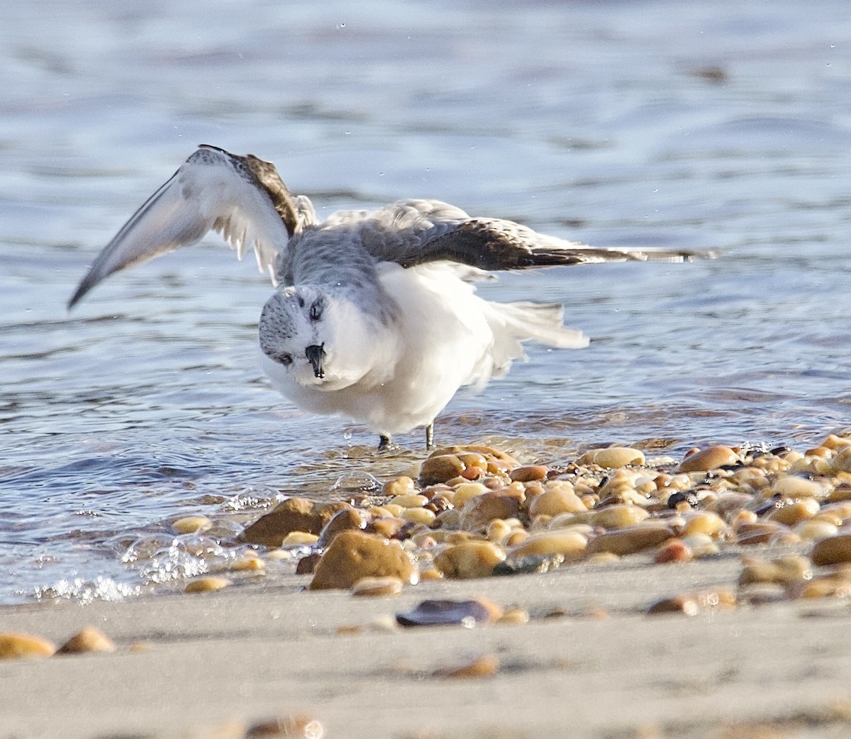 Sanderling - ML647376848