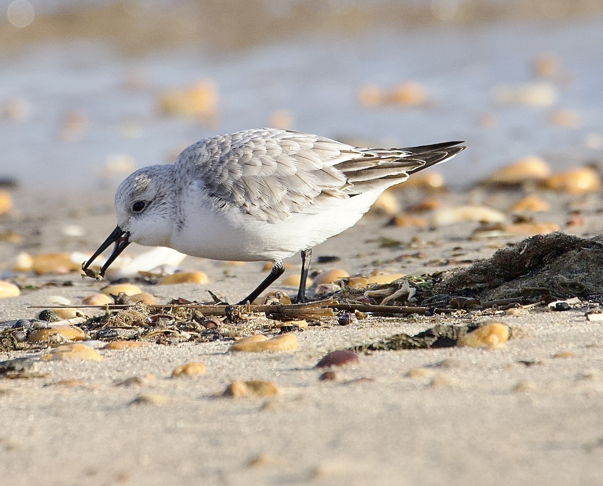 Sanderling - ML647376849