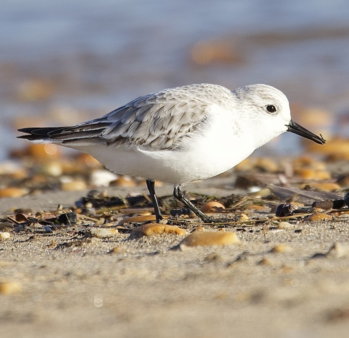 Sanderling - ML647376850