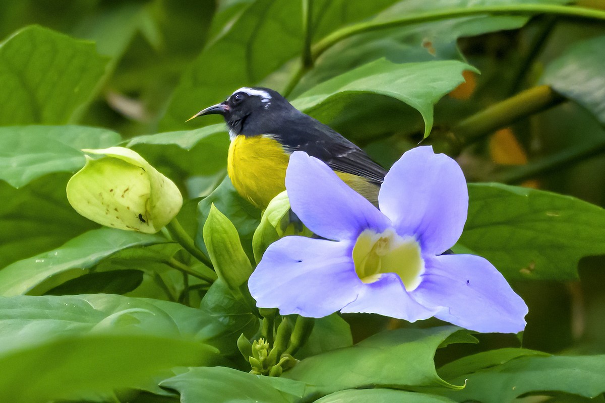 Sucrier à ventre jaune - ML647376856