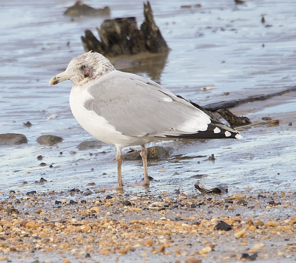 American Herring Gull - ML647376857
