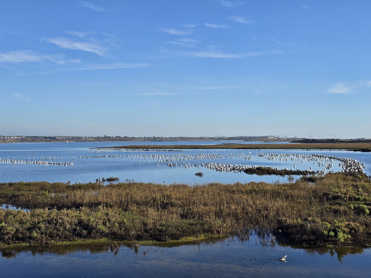Ring-billed Gull - ML647376859