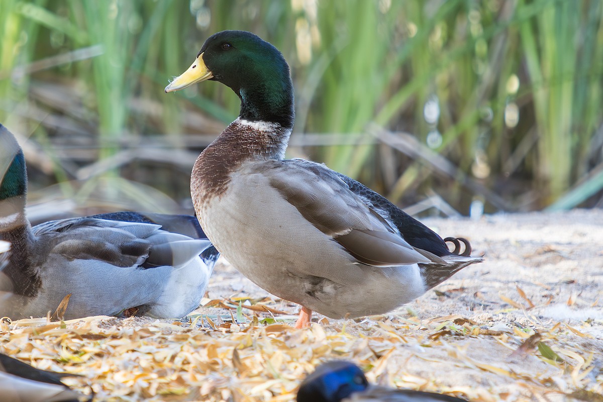 Кряква - ML647376866