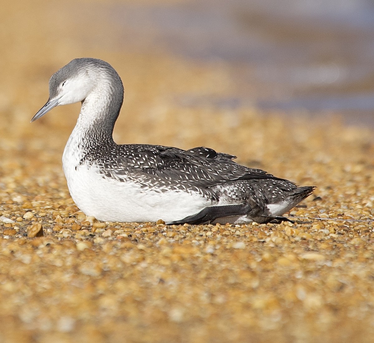 Red-throated Loon - ML647376867