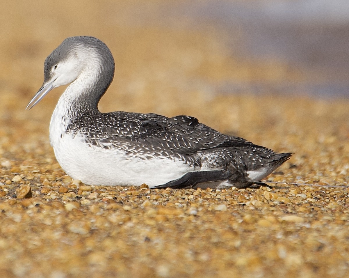 Red-throated Loon - ML647376868