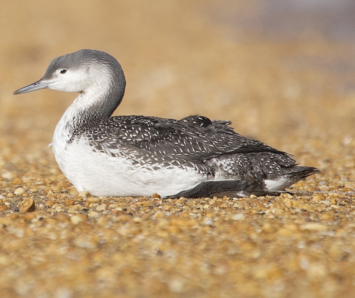 Red-throated Loon - ML647376869