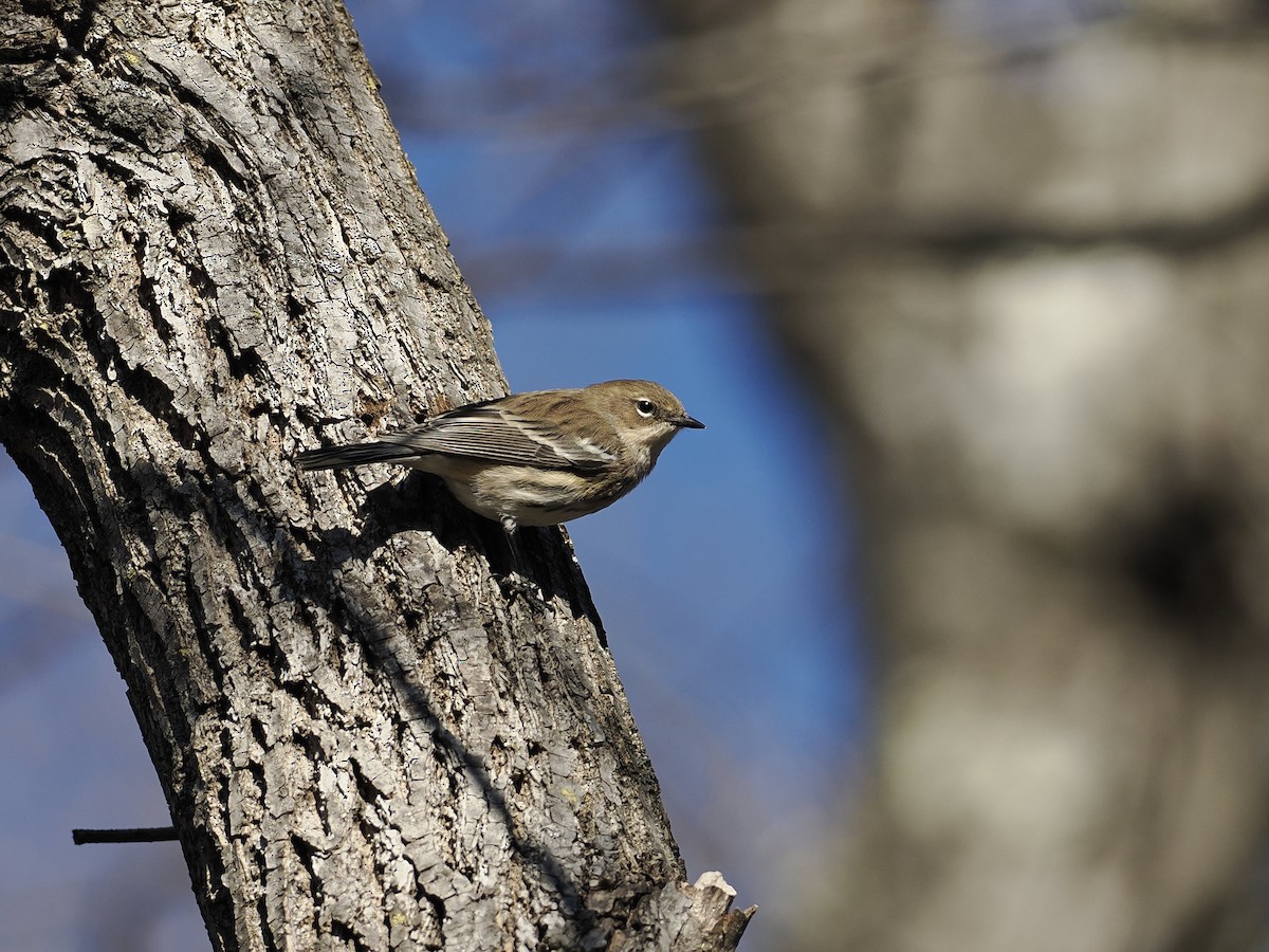 Yellow-rumped Warbler - ML647376873