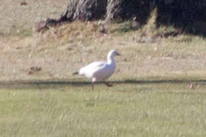Ross's Goose - ML647376875