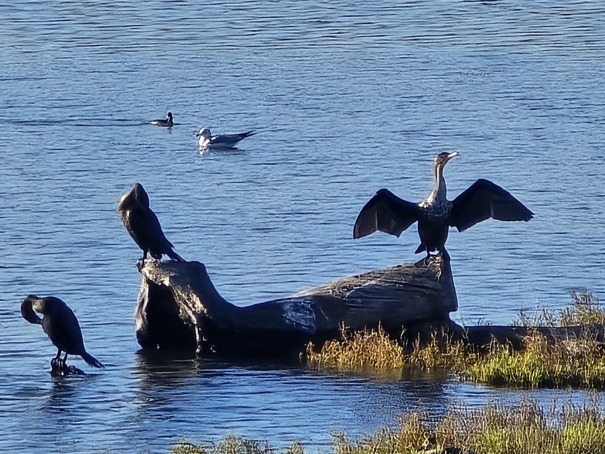Double-crested Cormorant - ML647376879