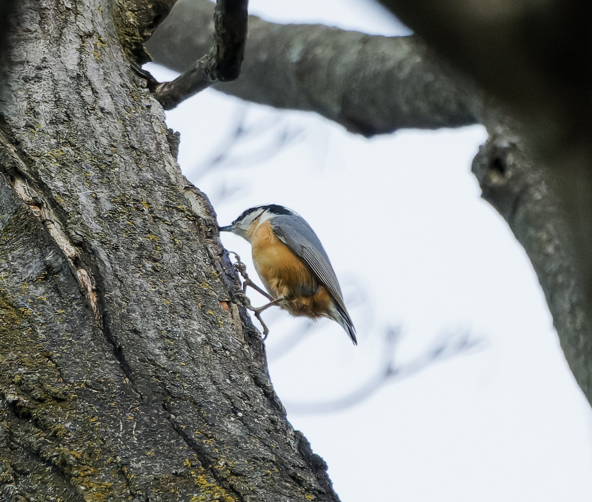 ムネアカゴジュウカラ - ML647376887