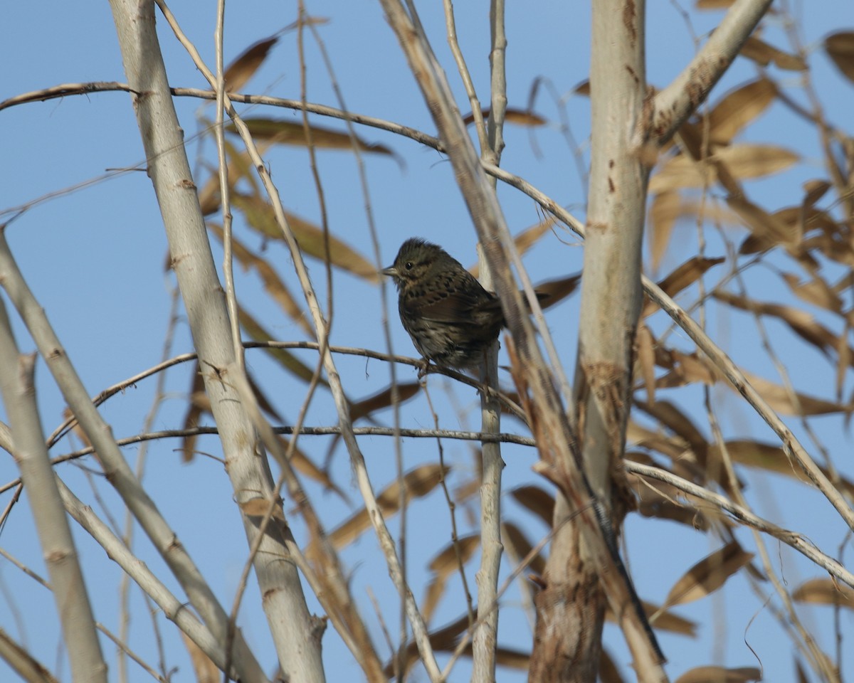 Lincoln's Sparrow - ML647376897