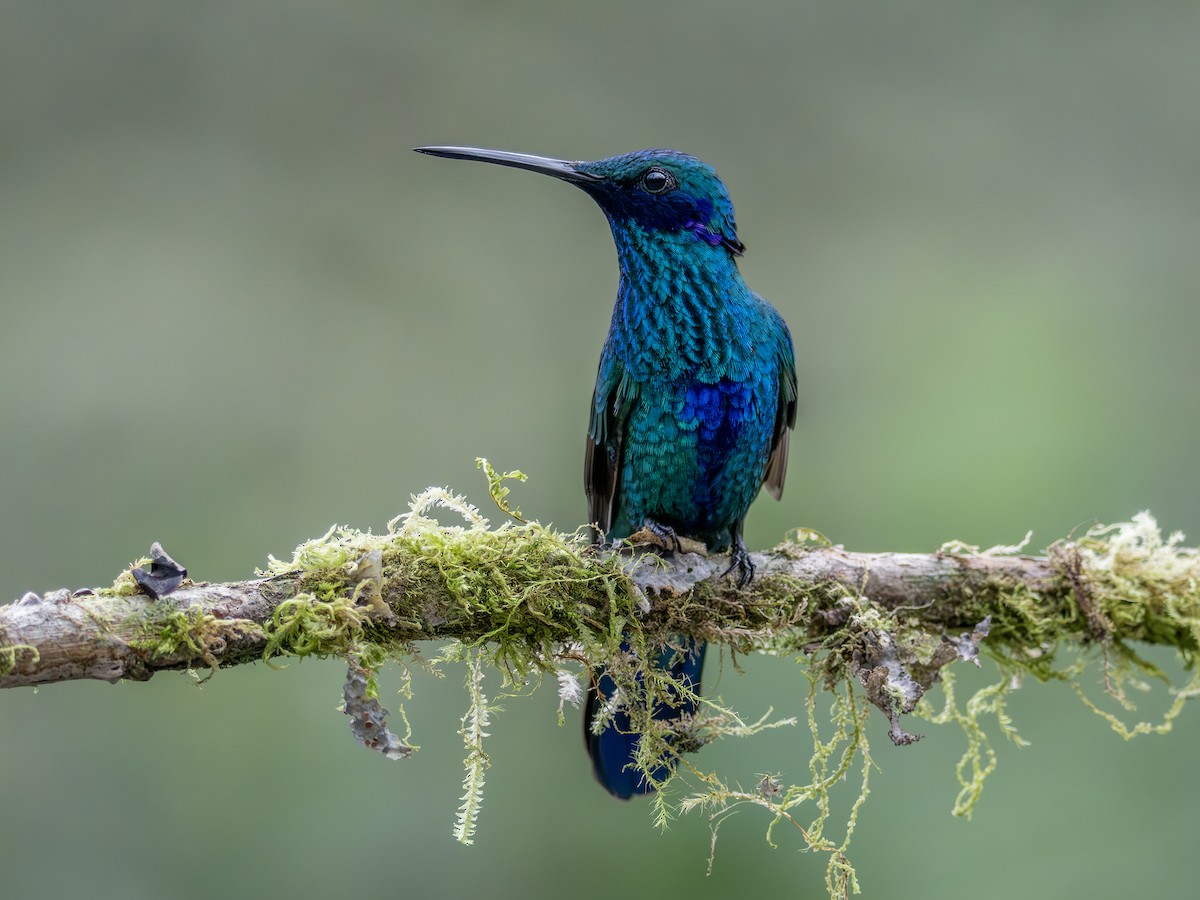 Glanz-Veilchenohrkolibri - ML647376898