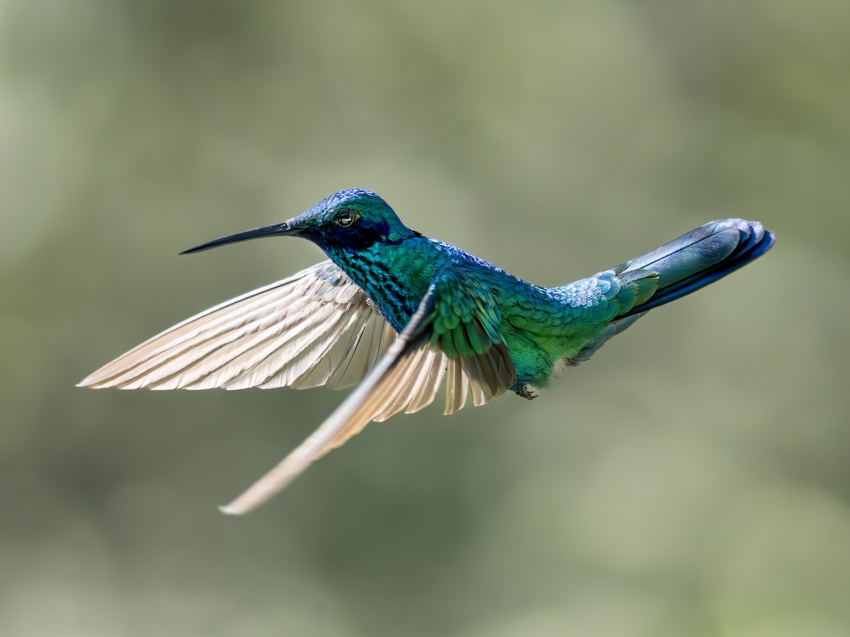 Glanz-Veilchenohrkolibri - ML647376899