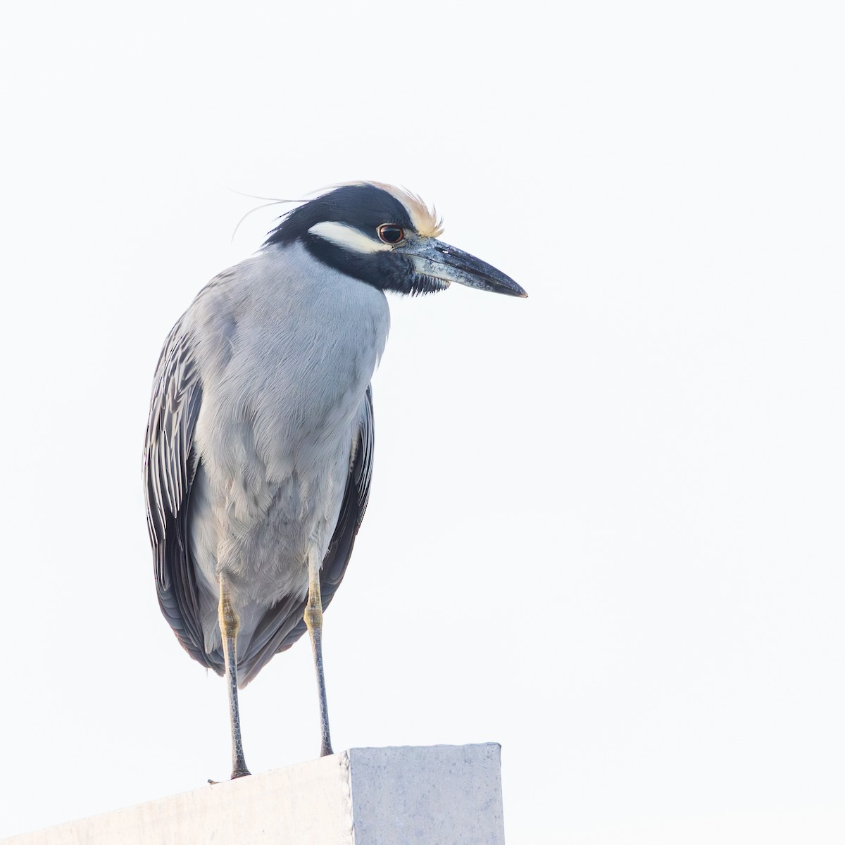 Sarı Tepeli Gece Balıkçılı - ML647376900