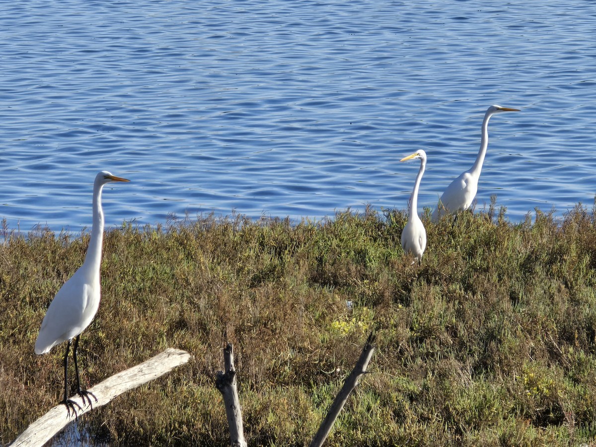 Great Egret - ML647376904