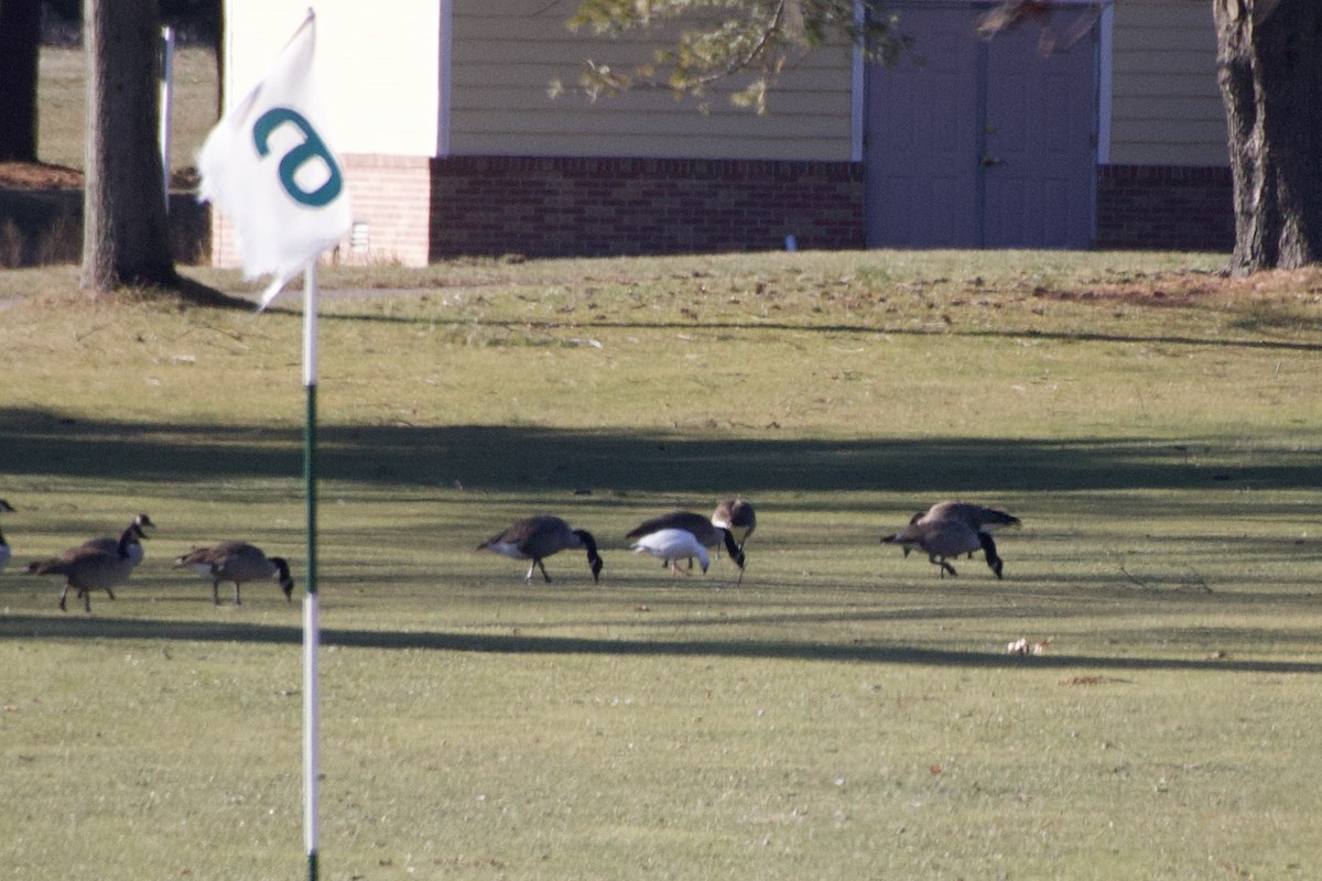 Ross's Goose - ML647376908