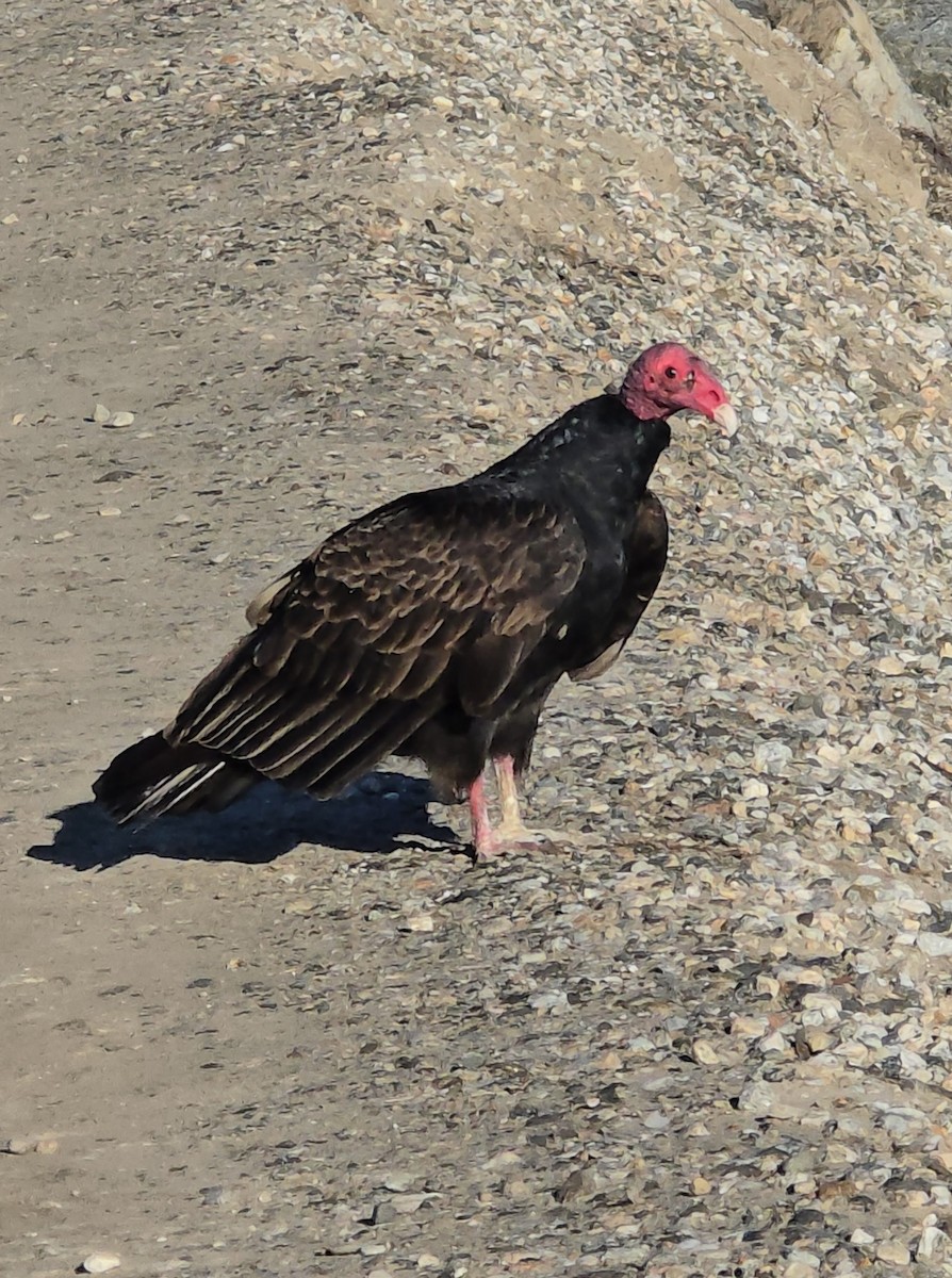 Turkey Vulture - ML647376921