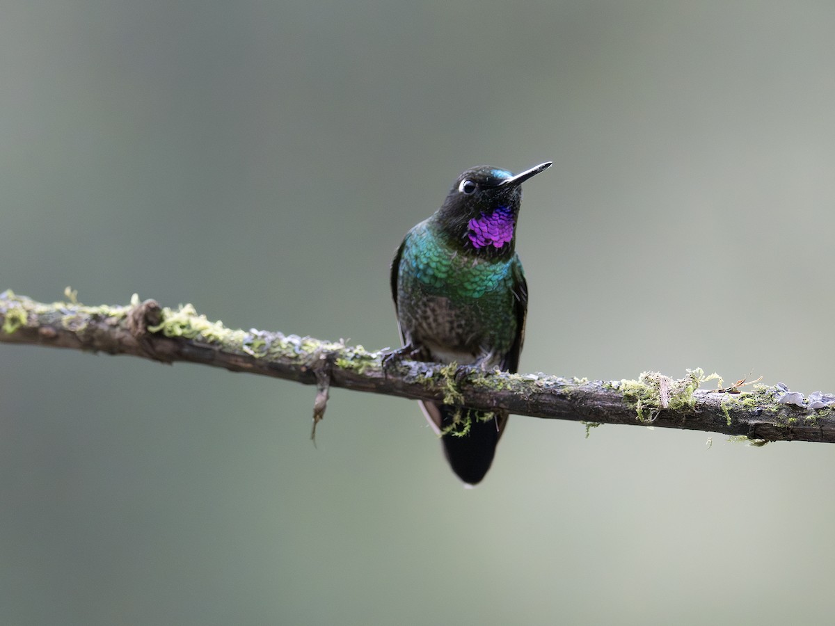 Tourmaline Sunangel - ML647376923