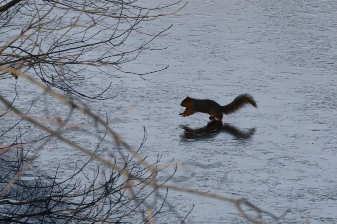 Eastern Gray Squirrel - ML647376930